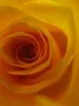 Diane Maree Hubbard Kennedy's picture