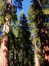 Nancy Lu Sequoia